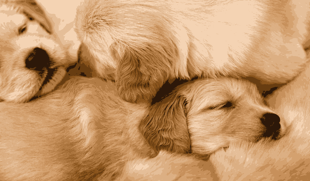 How to Use Long Tail Keywords in Image SEO Optimization? | Serpple dog | Serpple